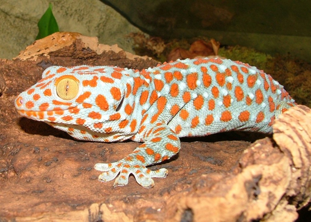 Cicak Tokek
